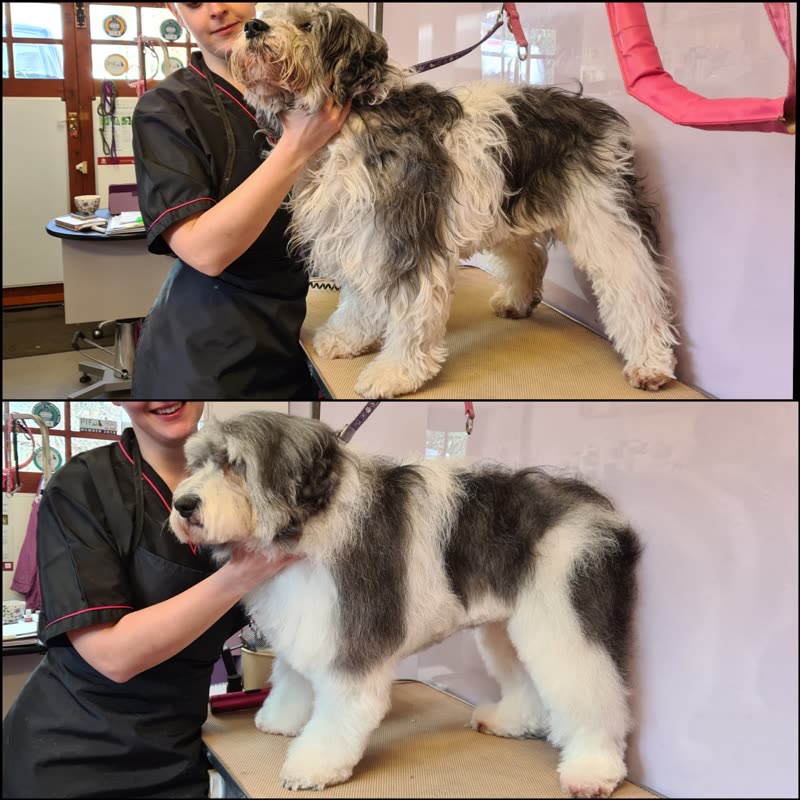 Inside the salon: a groomer working on a large black-and-white sheepdog against the pink wall